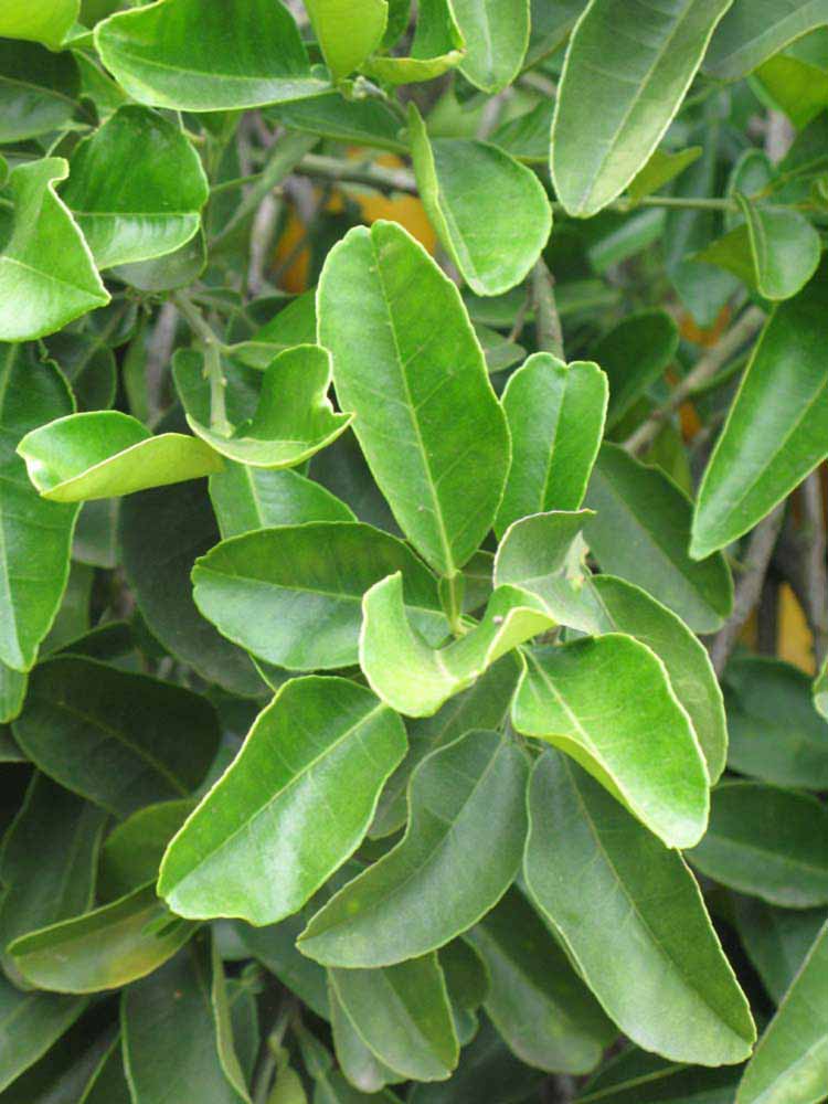              Sun leaves (Riverside, CA)       